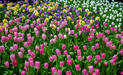 Spring madness. Bright and colorfull blossoming Tulip flowers in the sunny park. Vibrant Multicolored Tulip Field Displaying a Captivating Array of Blooming Flowers in a Sunny Spring Landscape