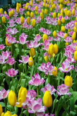 Spring madness. Bright and colorfull blossoming Tulip flowers in the sunny park. Vibrant Multicolored Tulip Field Displaying a Captivating Array of Blooming Flowers in a Sunny Spring Landscape