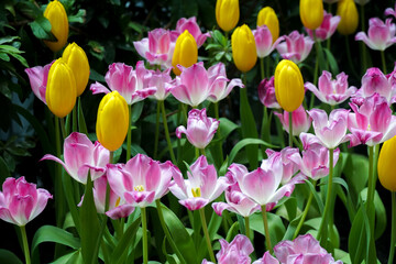 Spring madness. Bright and colorfull blossoming Tulip flowers in the sunny park. Vibrant Multicolored Tulip Field Displaying a Captivating Array of Blooming Flowers in a Sunny Spring Landscape