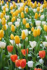 Spring madness. Bright and colorfull blossoming Tulip flowers in the sunny park. Vibrant Multicolored Tulip Field Displaying a Captivating Array of Blooming Flowers in a Sunny Spring Landscape