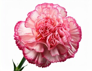 pink carnation flower isolated