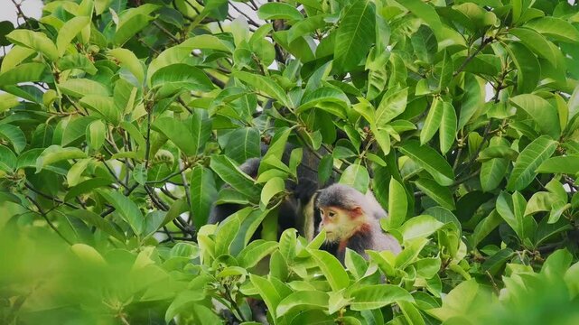 Red-shanked douc langur - Pygathrix nemaeus portrait of arboreal and diurnal Old World monkey endemic to Laos, Vietnam and Cambodia, folivorous and consume Acacia, Ficus. Beautiful colorful primate.