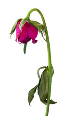 Wilted rose isolated on transparent background.