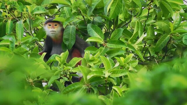 Red-shanked douc langur - Pygathrix nemaeus portrait of arboreal and diurnal Old World monkey endemic to Laos, Vietnam and Cambodia, folivorous and consume Acacia, Ficus. Beautiful colorful primate.