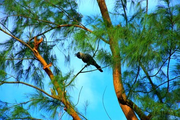 A crow perched on a tree branch against a clear blue sky