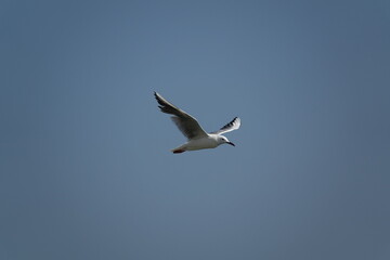 the beautiful slender billed gull (Chroicocephalus genei) wild birds of Tunisia