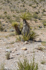 cactus in the desert
