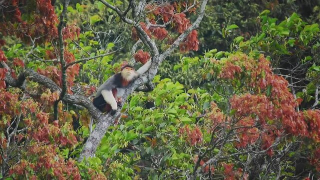 Red-shanked douc langur - Pygathrix nemaeus portrait of arboreal and diurnal Old World monkey endemic to Laos, Vietnam and Cambodia, folivorous and consume Acacia, Ficus. Beautiful colorful primate.