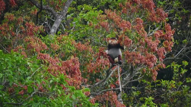 Red-shanked douc langur - Pygathrix nemaeus portrait of arboreal and diurnal Old World monkey endemic to Laos, Vietnam and Cambodia, folivorous and consume Acacia, Ficus. Beautiful colorful primate.