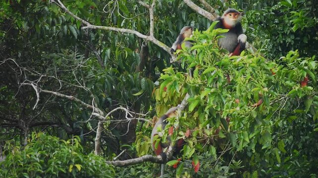 Red-shanked douc langur - Pygathrix nemaeus portrait of arboreal and diurnal Old World monkey endemic to Laos, Vietnam and Cambodia, folivorous and consume Acacia, Ficus. Beautiful colorful primate.