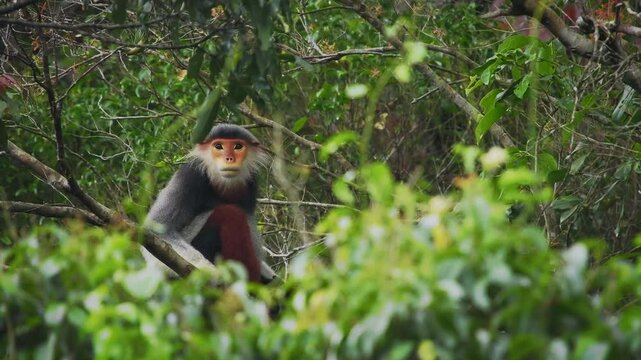 Red-shanked douc langur - Pygathrix nemaeus portrait of arboreal and diurnal Old World monkey endemic to Laos, Vietnam and Cambodia, folivorous and consume Acacia, Ficus. Beautiful colorful primate.