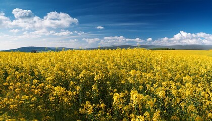 a field of yellow flowers with a blue sky in the background