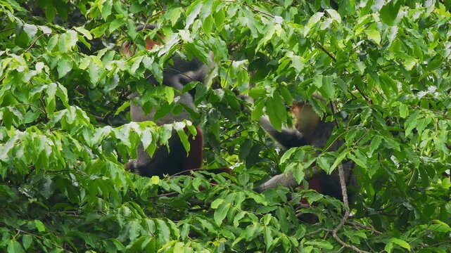 Red-shanked douc langur - Pygathrix nemaeus portrait of arboreal and diurnal Old World monkey endemic to Laos, Vietnam and Cambodia, folivorous and consume Acacia, Ficus. Beautiful colorful primate.