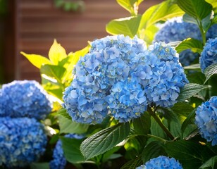 beautiful blue hydrangea bush in blossom in home garden
