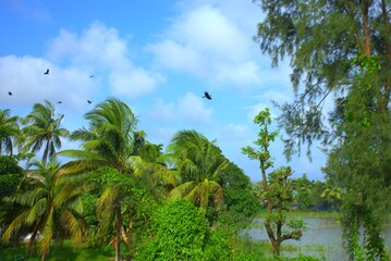 Coconut tree–lined tropical riverscape with birds under clear blue sky.