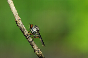 Robber fly perched on a branch, highlighting intricate details like large, colourful eyes, hairy...