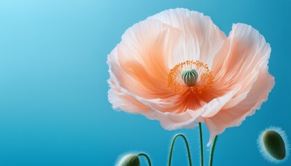 delicate peach colored poppy on a light blue background