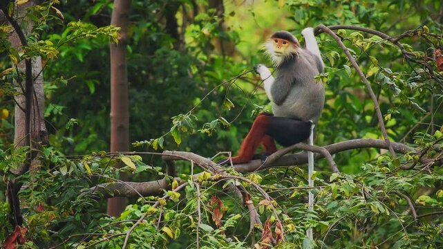 Red-shanked douc langur - Pygathrix nemaeus portrait of arboreal and diurnal Old World monkey endemic to Laos, Vietnam and Cambodia, folivorous and consume Acacia, Ficus. Beautiful colorful primate.