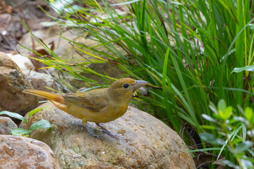 Summer tanager on rock