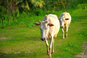 A light-colored cow walks across a grassy area in a rural setting, facing the camera. The scene includes a background of green vegetation and a fence, highlighting the presence. 