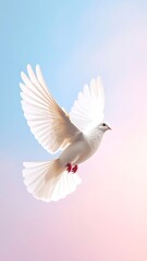 Fototapeta premium A white dove in flight against a soft pastel sky