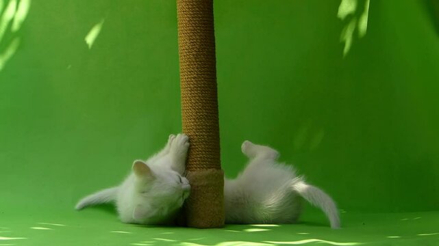 Portrait of White Kittens at Home. Two Fluffy Baby Cats Fighting and Playing with a Scratching Post on Green Background. Funny Pet Behavior. Energetic, Curious, and Adorable Domestic Kittens.