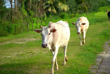 A light-colored cow walks across a grassy area in a rural setting, facing the camera. The scene...
