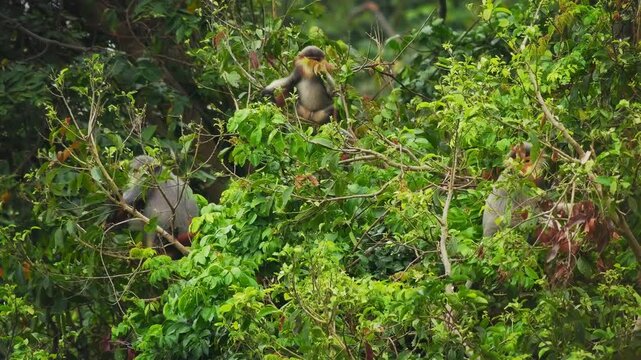 Red-shanked douc langur - Pygathrix nemaeus portrait of arboreal and diurnal Old World monkey endemic to Laos, Vietnam and Cambodia, folivorous and consume Acacia, Ficus. Beautiful colorful primate.