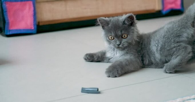 cat playing with pen on the floor, Cinematic cute tripping cat videos in slow motion
