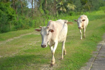 Fototapeta premium A light-colored cow walks across a grassy area in a rural setting, facing the camera. The scene includes a background of green vegetation and a fence, highlighting the presence. 
