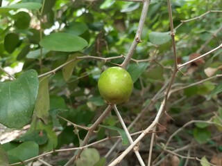 Ziziphus mauritiana or Bidara fruit on a plant in the garden. Also known as widara, Indian jujube, Indian plum, Chinese date, Chinese apple, ber and dunks.