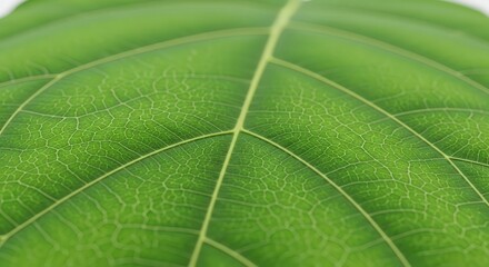 Close-up view of a vibrant green leaf showcasing intricate vein patterns and textures.