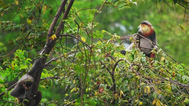 Red-shanked douc langur - Pygathrix nemaeus portrait of arboreal and diurnal Old World monkey endemic to Laos, Vietnam and Cambodia, folivorous and consume Acacia, Ficus. Beautiful colorful primate.