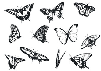ButterFly-Silhouetten 