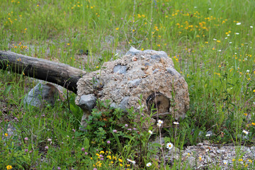 A chunk of concrete embedded with stones and an old log lies among wildflowers and tall grass, including daisies bellis perennis and clover trifolium, blending human debris with vibrant meadow life © hecos