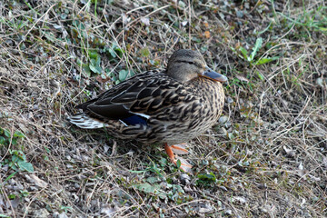 A female mallard duck with mottled brown plumage and a blue wing patch sits quietly among dry grass and clover, camouflaged on the riverbank in early spring