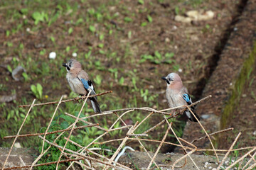 Two eurasian jays, one facing left and one right, display their blue and black wing markings as they perch on a rusty wire mesh above a grassy, partially bare field