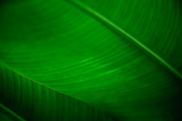 Moody Green Foliage Background - Organic Abstract Pattern