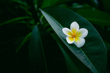 Plumeria Frangipani Flower on Leaf - Dok Champa of Laos