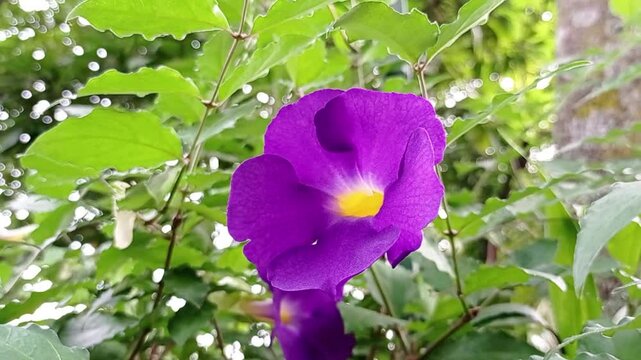 Footage video bunga Thunbergiaerecta, Tanaman ini berasal dari Afrika dan merupakan tanaman hias yang tidak tumbuh merambat tetapi tegak, meskipun tidak terlalu kuat. Batangnya berkayu keras