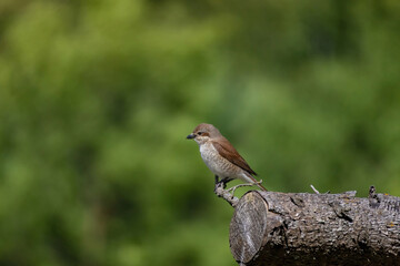 Wildlife shot of Red-backed Shrike female