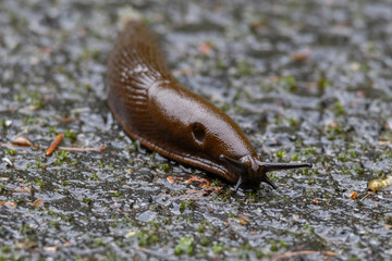 Close-up of the brick-red, dirty orange or brown Spanish slug (Arion vulgaris or Arion lusitanicus) on the ground in summer.