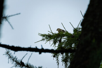 Red crossbill (Loxia curvirostra) a small passerine bird