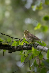 The yellowhammer bird Emberiza citrinella