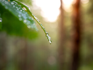 Raindrops glistening on a vibrant green leaf with a soft forest background illuminated by sunlight