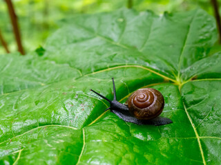 A Small Snail Slowly Moves Across a Large Vibrant Green Leaf in the Forest