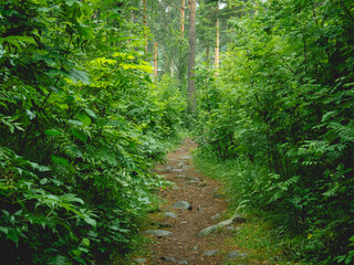A Serene Forest Path Leading Through Lush Greenery and Tall Trees
