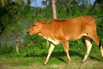 Brown cow walking on a grassy path with a rope in a rural tropical setting. 
