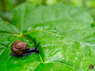 A Small Snail Slowly Moves Across a Large Vibrant Green Leaf in the Forest