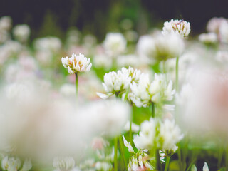 Field of White Clover Flowers Blooming in a Lush Green Meadow on a Bright Sunny Day